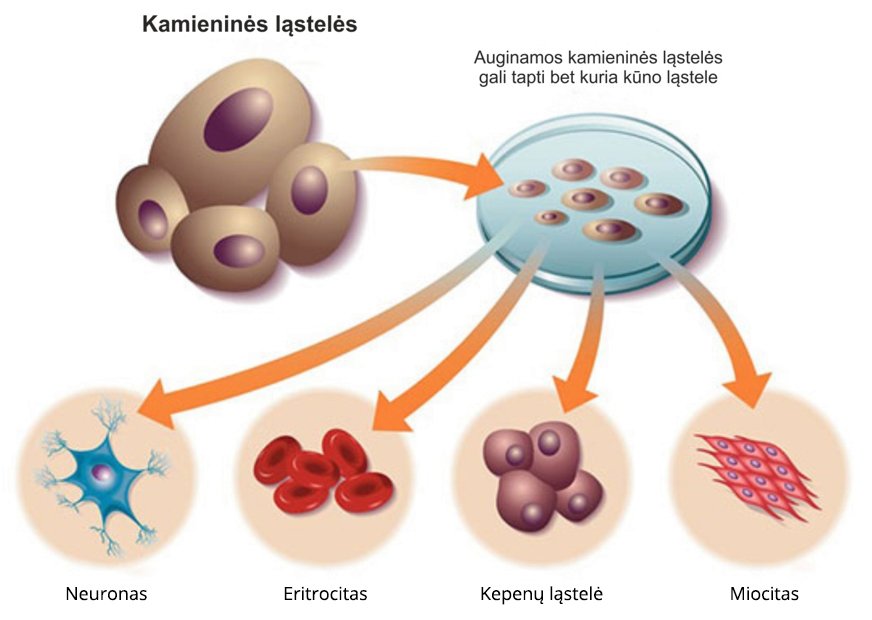Kas yra kamieninės ląstelės